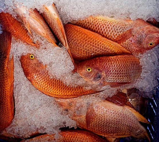 fish-g6d5abe99b_640 риба