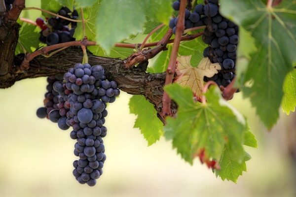 grapes-gc541701e5_640 Ако ядете грозде
