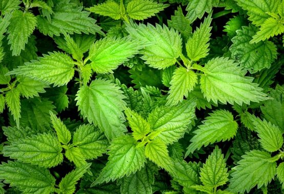 nettle-ga5d9c1a27_640 копривата