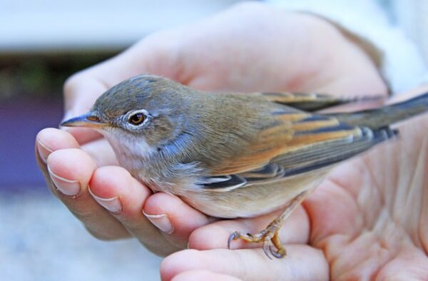 sparrow-g8d9464db7_640 когато