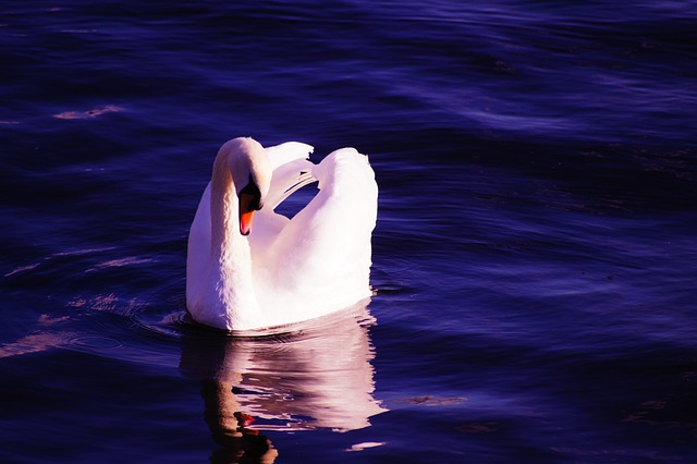 swan-g14d010484_640 сродна душа