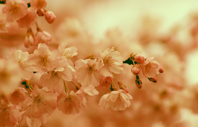 cherry-blossoms-ge31117e4c_640 любов