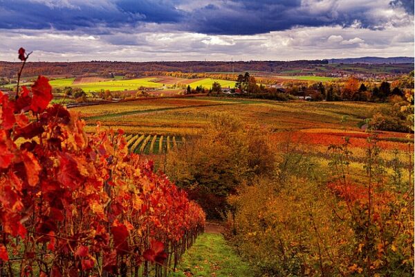 vineyard-4604354_640 септември