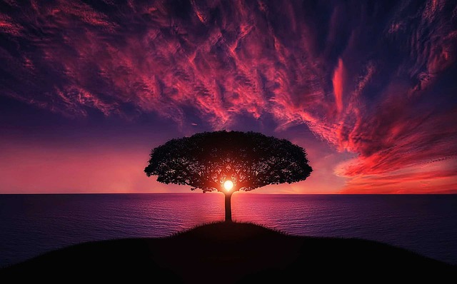 tree-736885_640 най-безгрижните