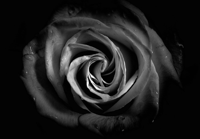 rose-ge04712713_640