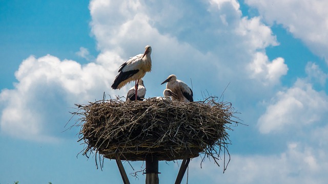 storks-5352939_640