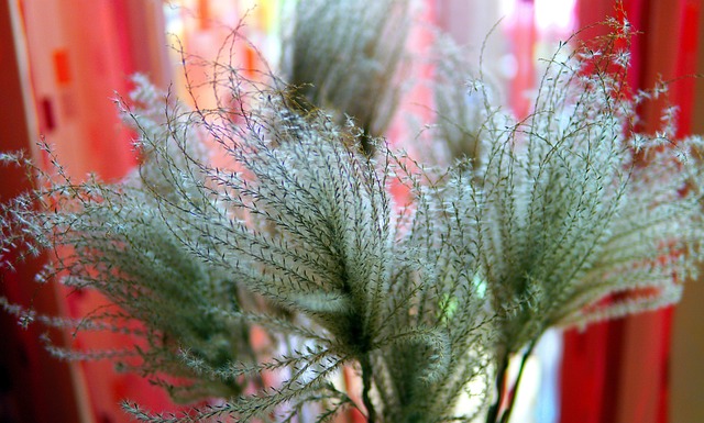 grasses-5945252_640