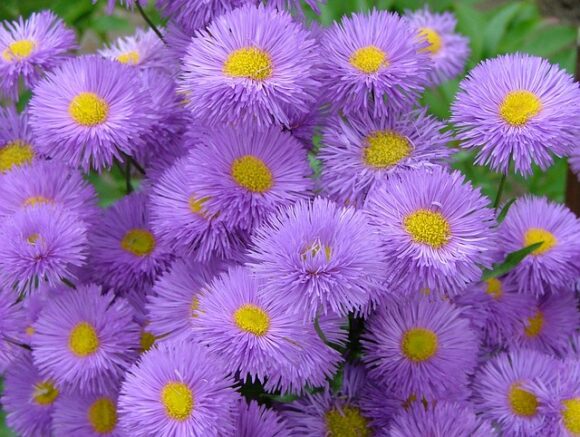 violet-65696665
