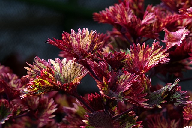 coleus-6860722_640 прана