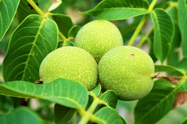 walnut-g71207bd51_640