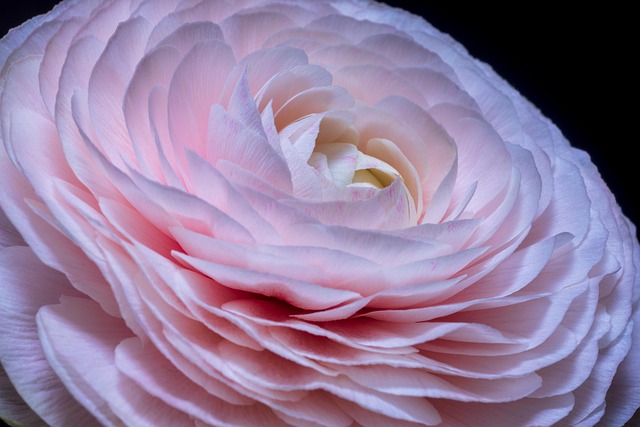flower-7979793_640