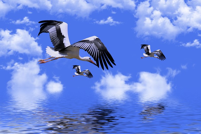 birds-3792718_640