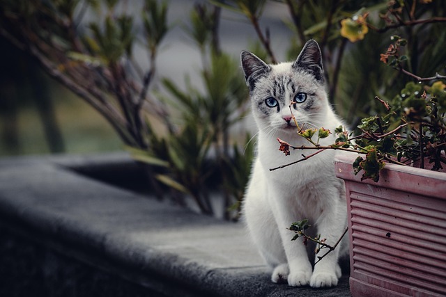 cat-7688749_640 Котките