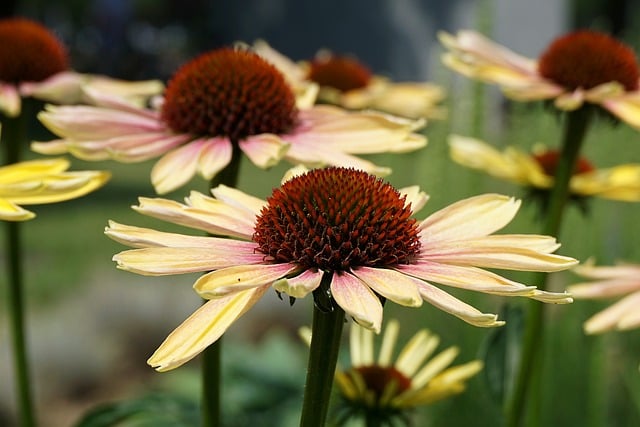nowaja-rudbeckia-10121000_640