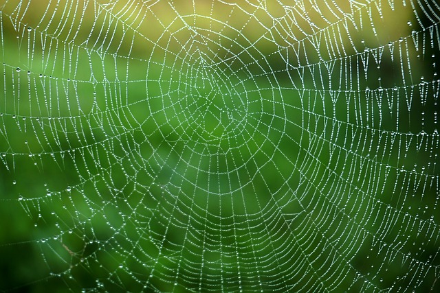marinarabazova-cobweb-6510231_640