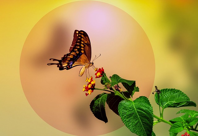 mollyroselee-butterfly-8904892_640